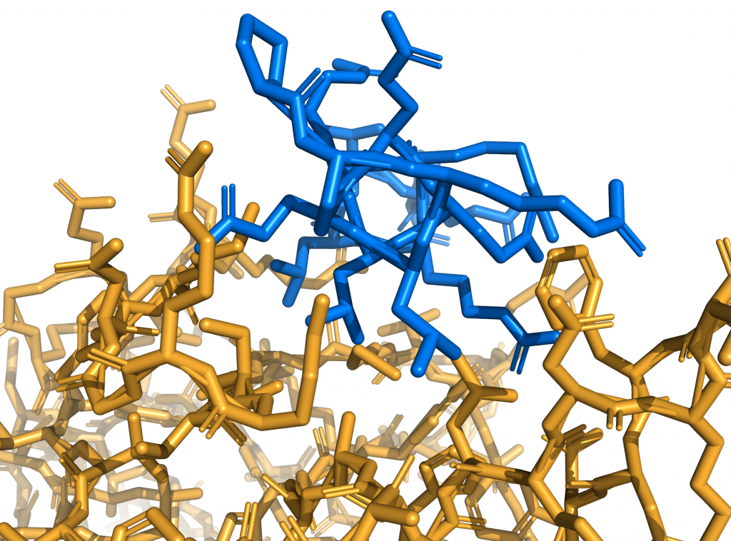 Crystal structure (PDB: 6I2G) of ALFA-tag (blue) bound to NbALFA (bronze)